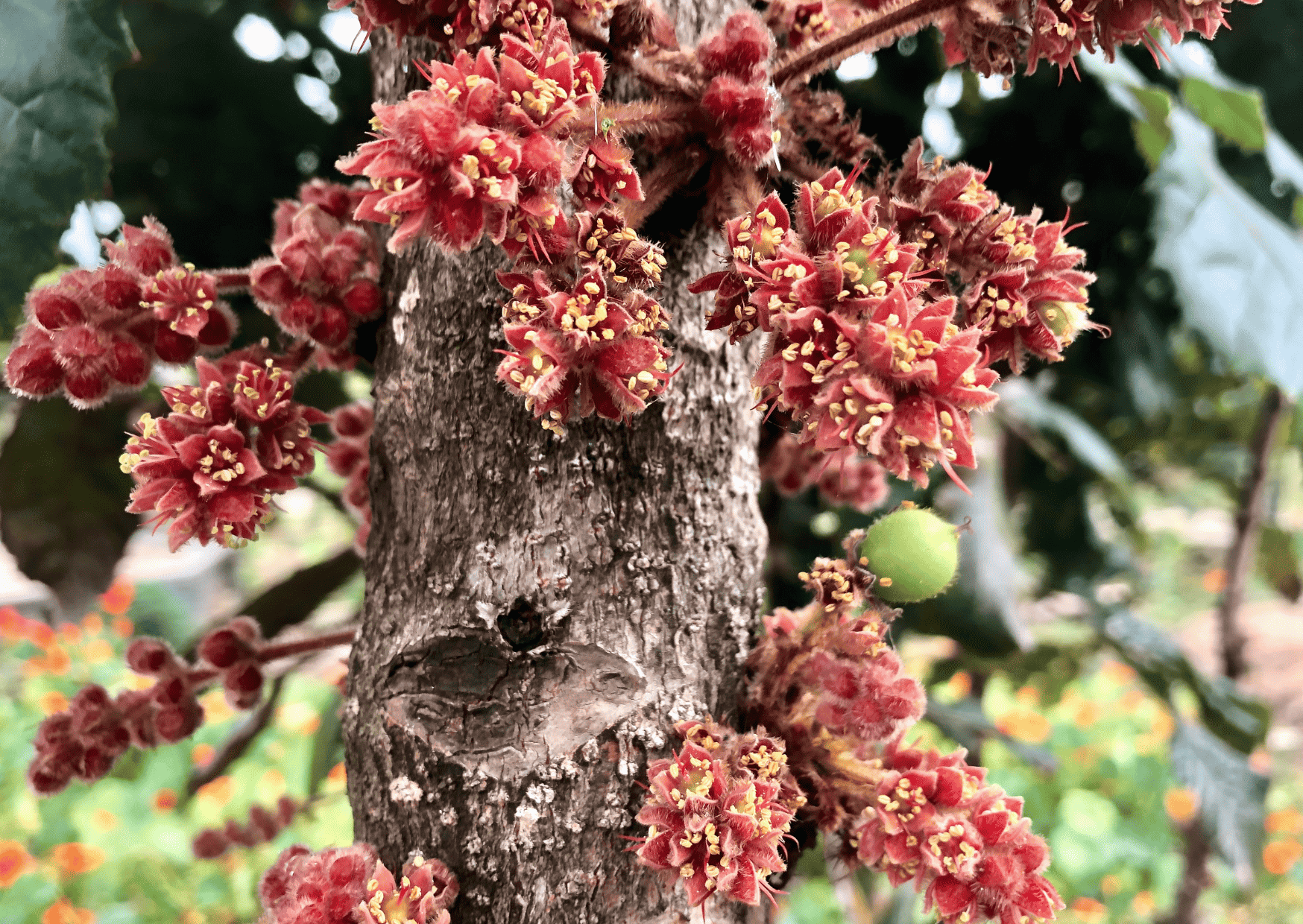 exotic fruits in Australia