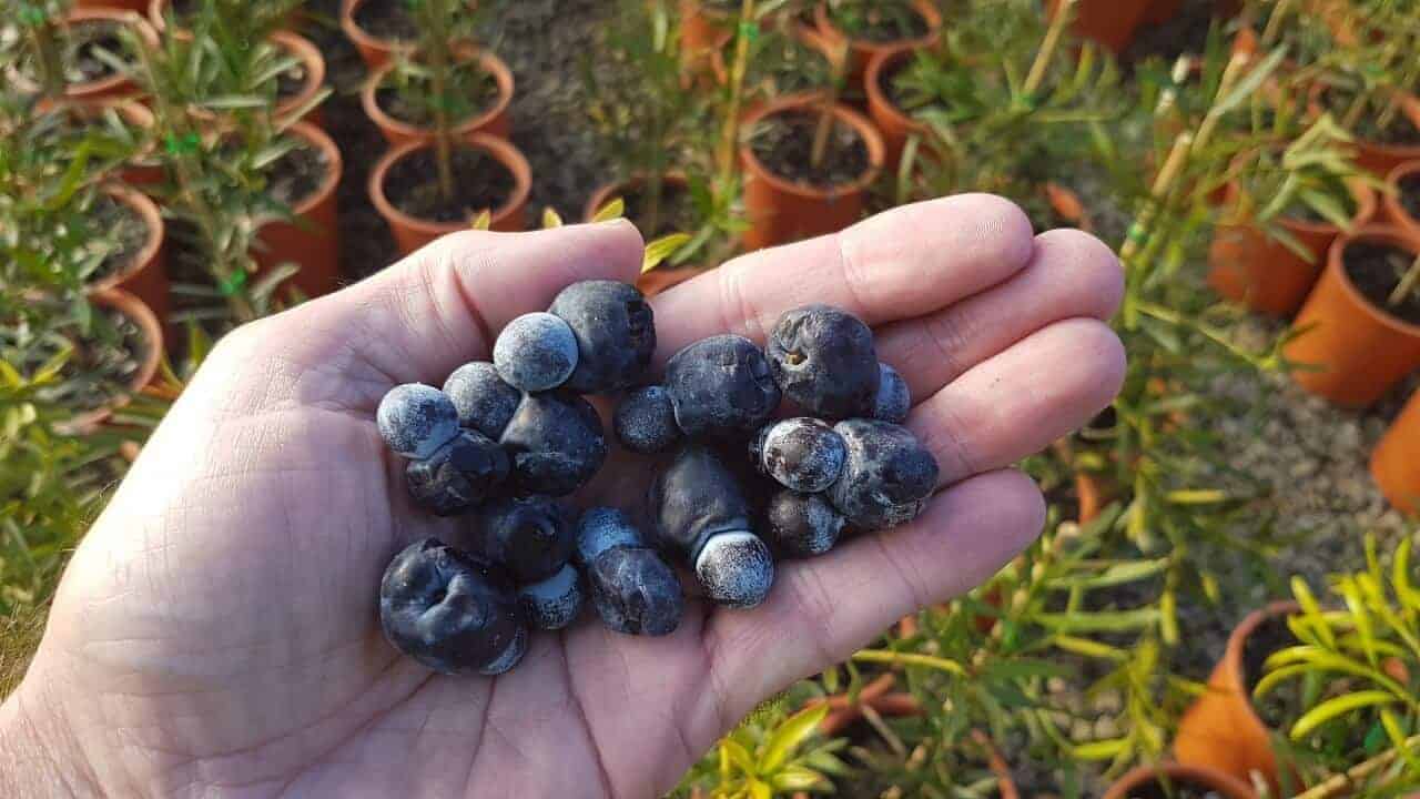 exotic fruits in Australia