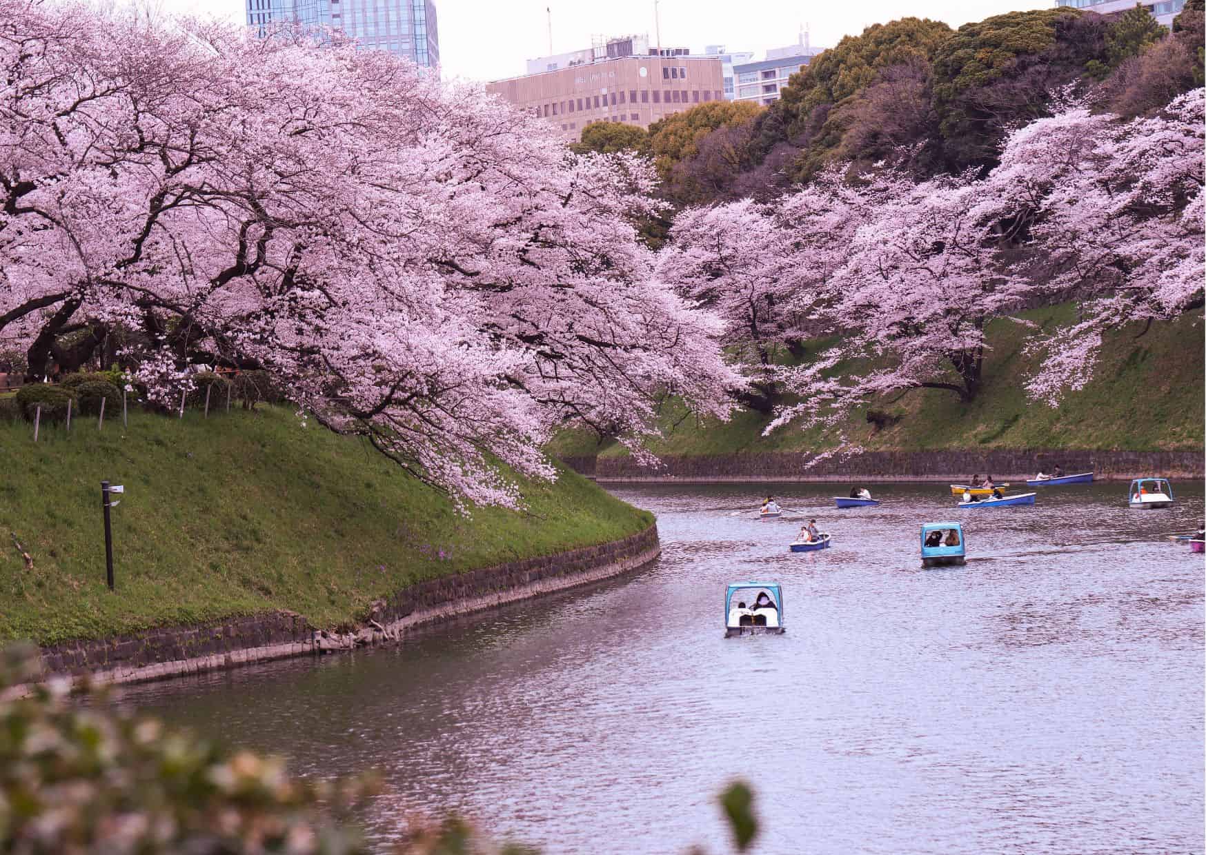 Tokyo Vs Kyoto: Which Is Better For Travel? 4 Tokyo Vs Kyoto: The Best and Worst of Japan’s New and Old Capitals