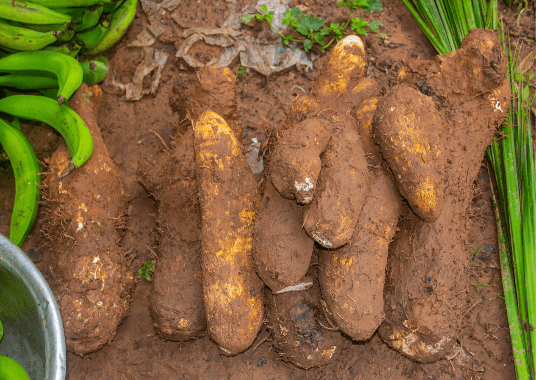 Madagascar Fruits and Vegetables and Exotic Fruits to Try 3 madagascar fruits and vegetables