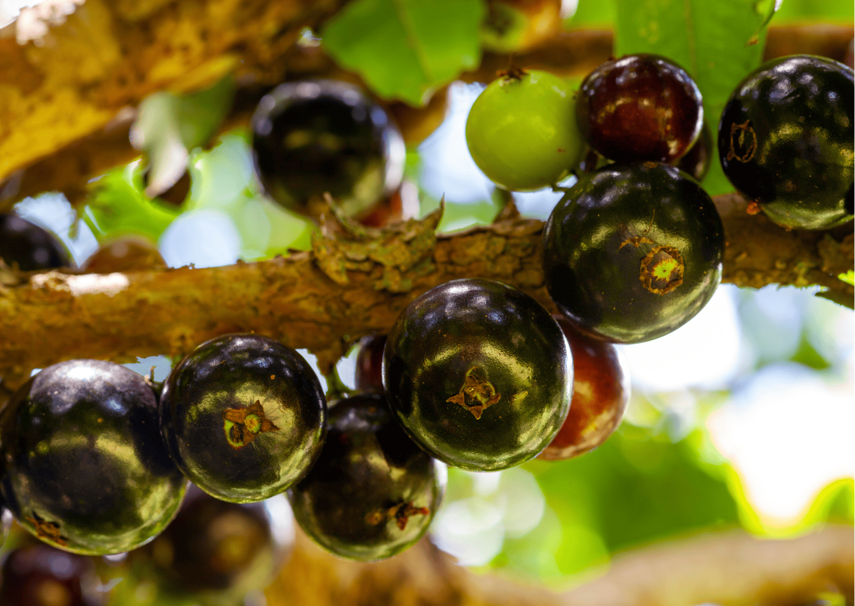 Madagascar Fruits and Vegetables and Exotic Fruits to Try 6 madagascar fruits and vegetables