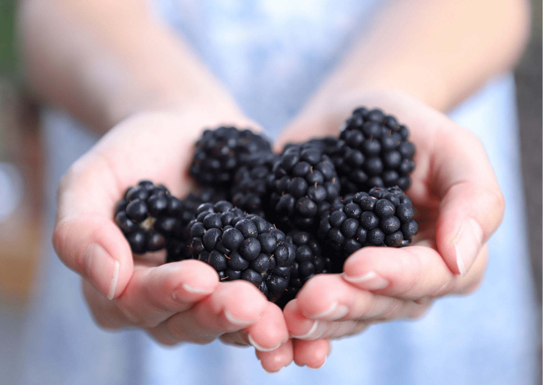 13 American Foods Americans Think Are Healthy (But Europeans Won’t Go Near) 8 Fruits in Switzerland: 10 Seasonal Fruits in Switzerland