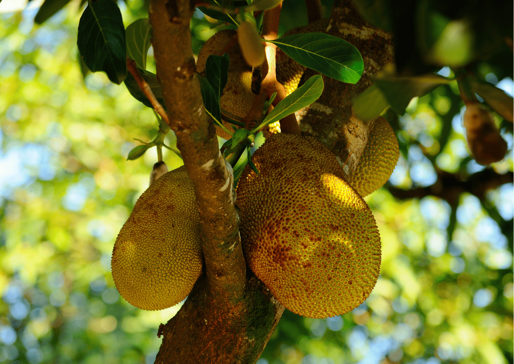 Madagascar Fruits and Vegetables and Exotic Fruits to Try 7 madagascar fruits and vegetables
