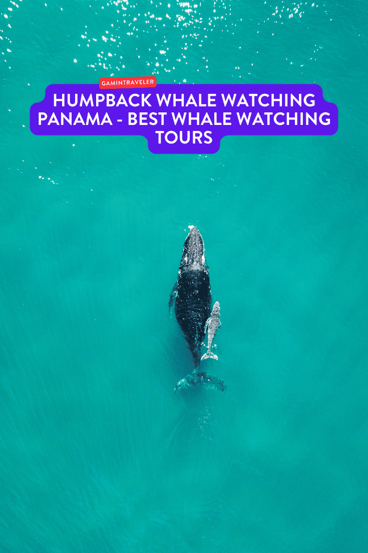 Humpback Whale Watching Panama - Best Whale Watching Tours 1 Humpback Whale Watching Panama - Best Whale Watching Tours