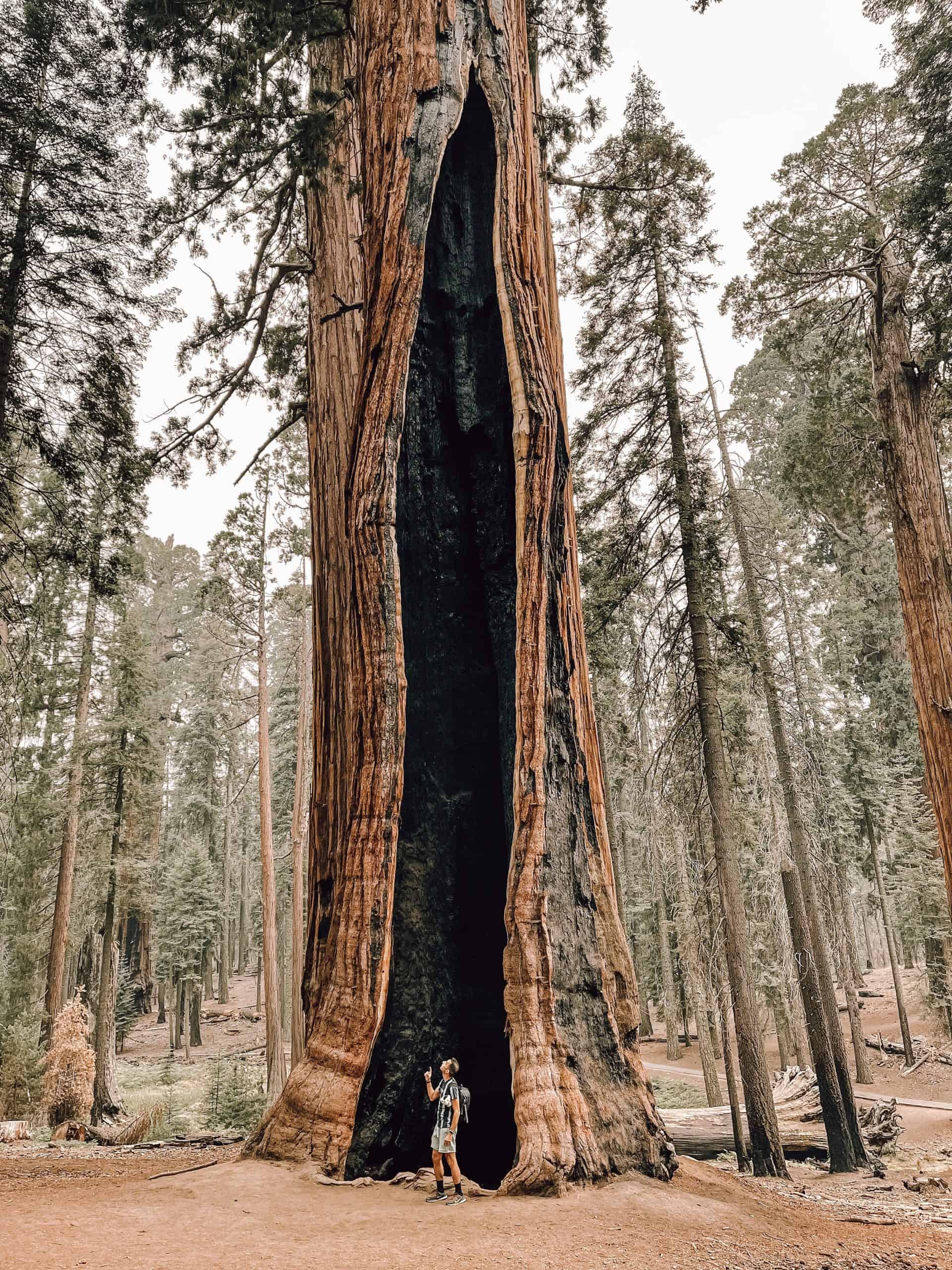 The Best National Parks in the U.S.: Nature’s Majestic Wonders 6 Sequoia Kings Canyon National Parks California scaled