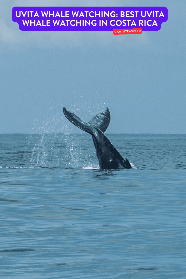 Uvita Whale Watching Best Uvita Whale Watching in Costa Rica