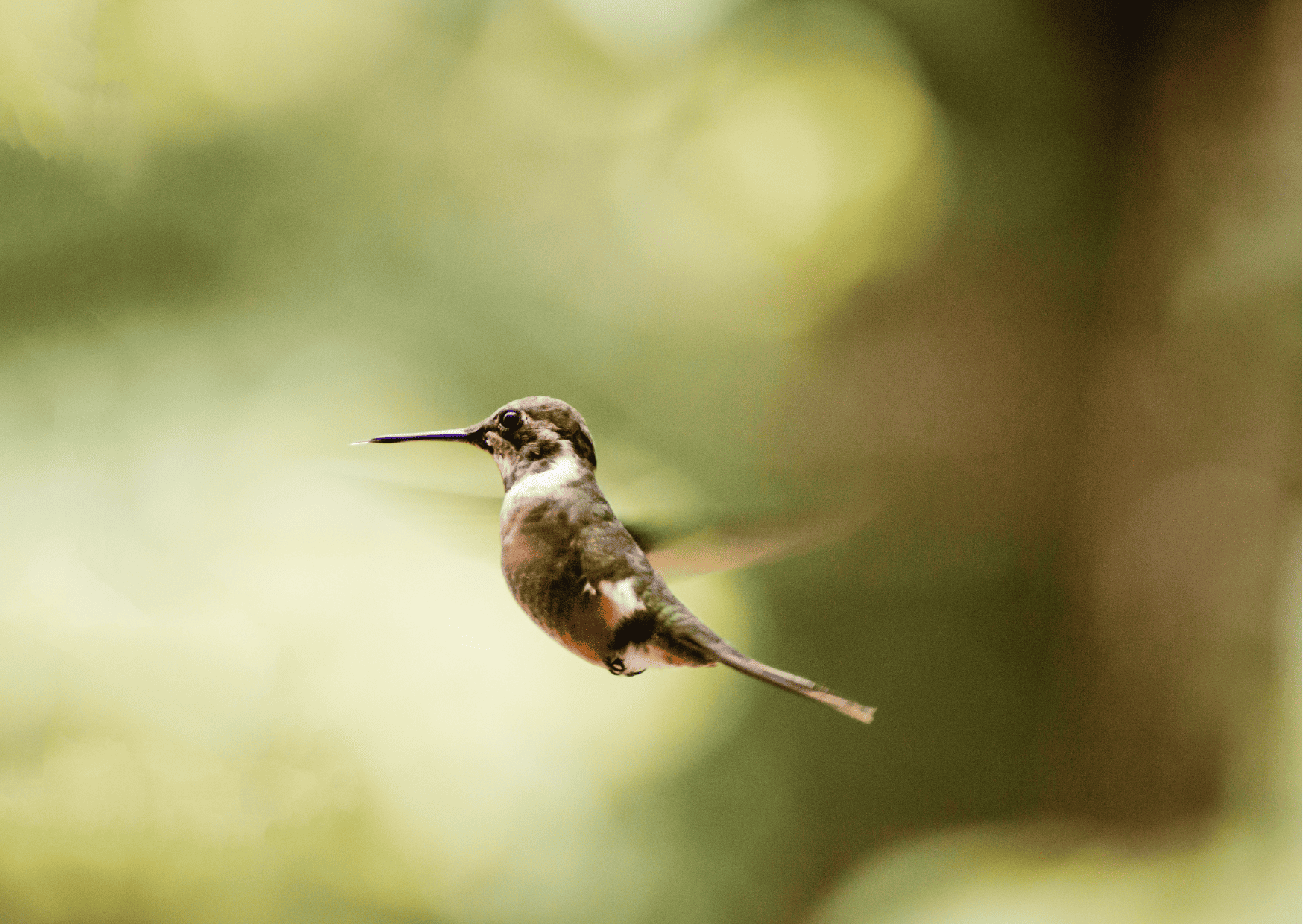 Monteverde Itinerary - Things To Do for 3 Days in Monteverde