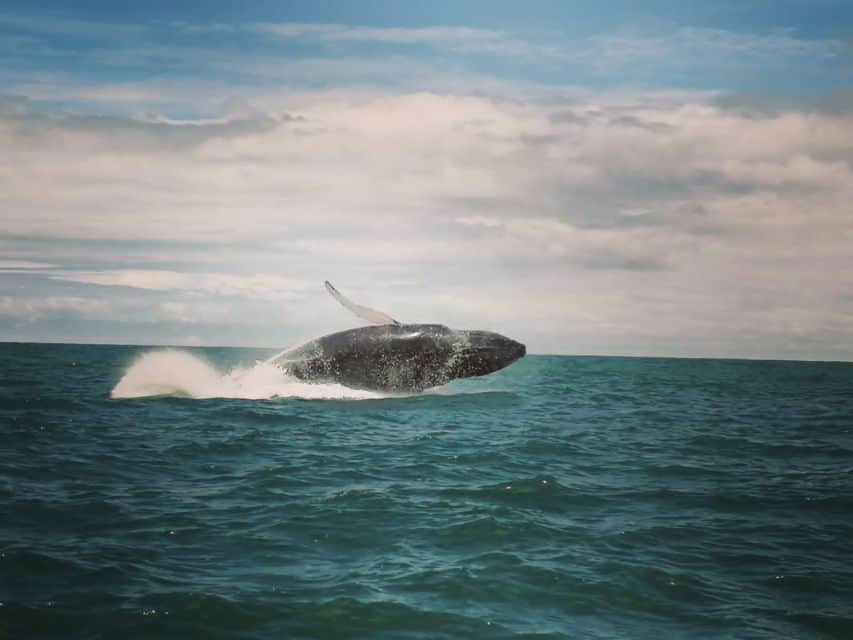 Uvita Whale Watching