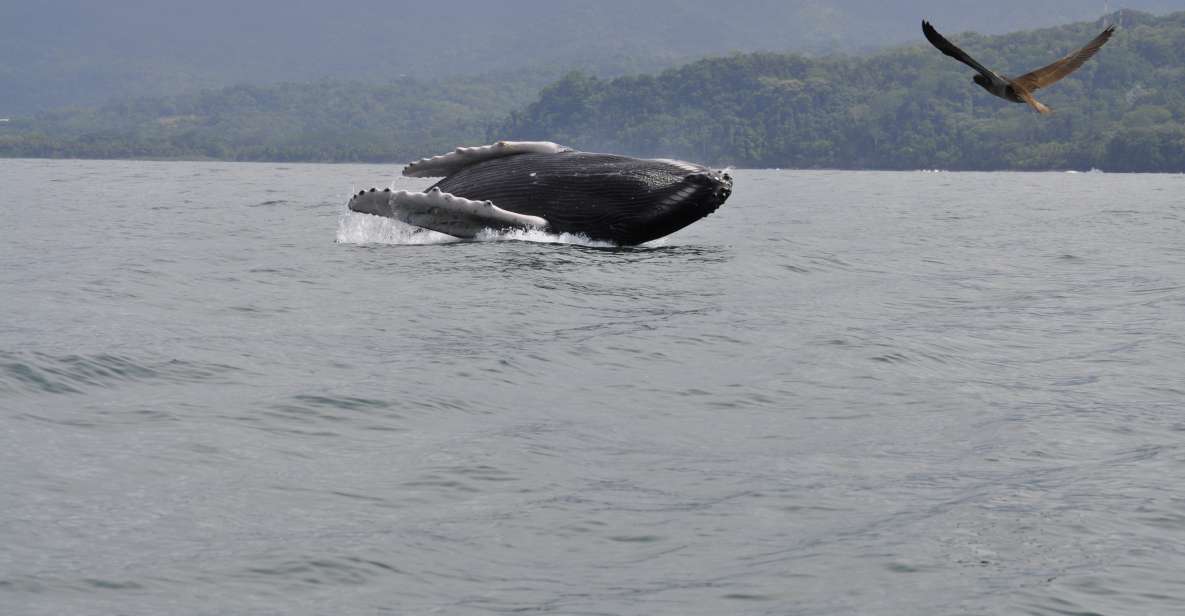 Uvita Whale Watching