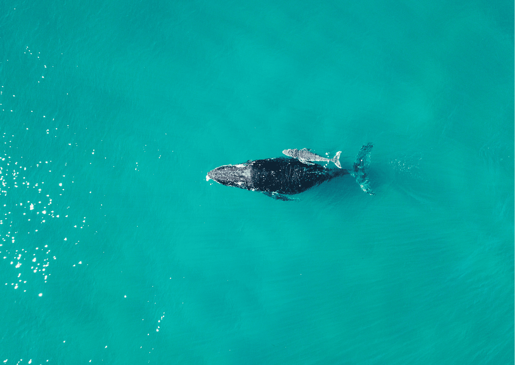 Humpback Whale Watching Panama - Best Whale Watching Tours 3 Humpback Whale Watching Panama - Best Whale Watching Tours