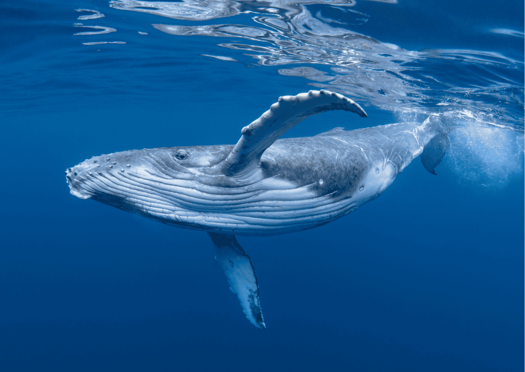 Humpback Whale Watching Panama - Best Whale Watching Tours 2 Humpback Whale Watching Panama - Best Whale Watching Tours