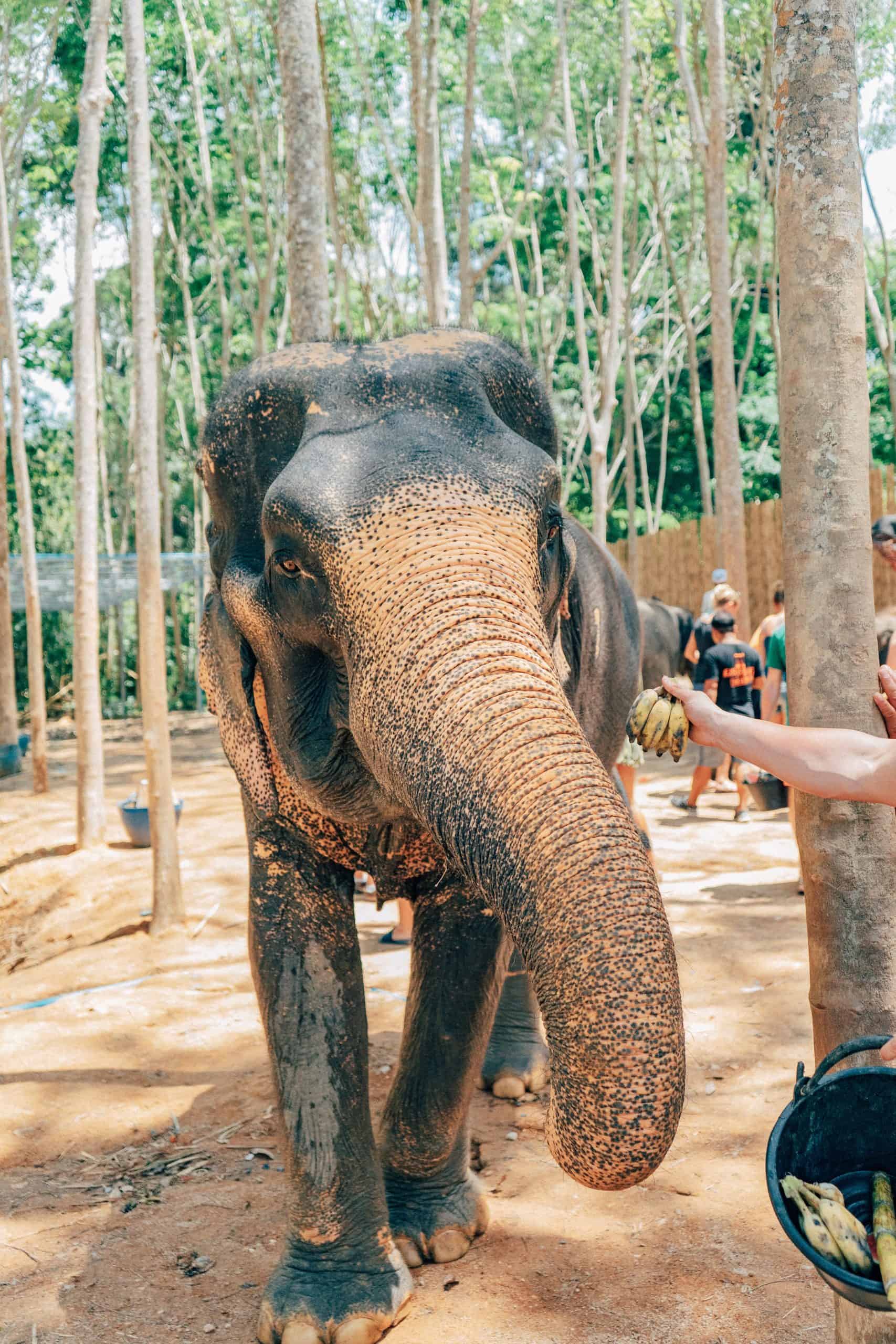6 Tourist Traps to Avoid in Phuket Thailand And How To Avoid Them 3 6 Tourist Traps to Avoid in Phuket And How To Avoid Them, 8 Tourist Traps to Avoid in Thailand And How To Avoid Them