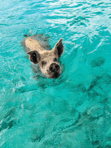 Hawaii vs Bahamas: Which is the Better Vacation?