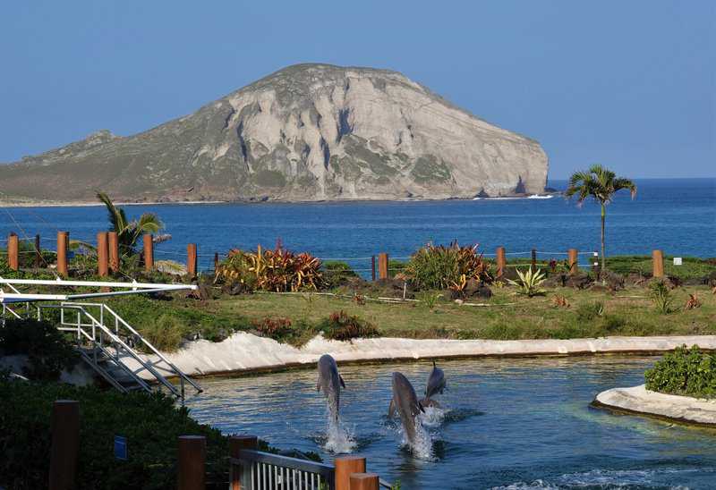 Sea Life Park in Hawaii: What to Experience in Sea Life Park 1 sea life park in Hawaii