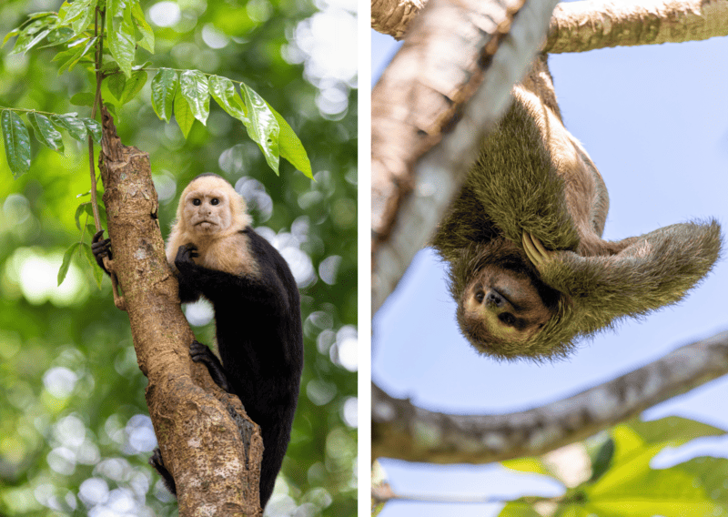 Best Manuel Antonio Itinerary: 3 Days in Manuel Antonio 2 Best Manuel Antonio Itinerary_ 3 Days in Manuel Antonio - Animals in Manuel Antonio National Park
