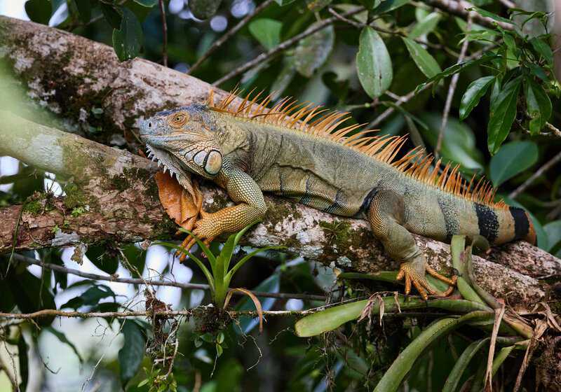 Iguana in the Costa Rican Jungle | Costa Rica vs Colombia