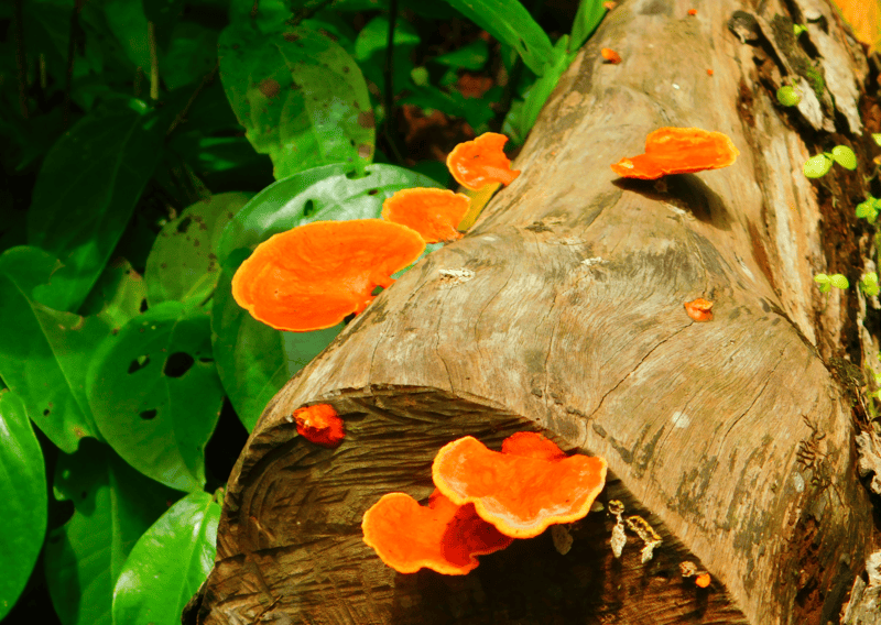 Biodiversity found in Cahuita National Park - Cahuita and Punta Uva Itinerary