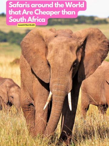 Can't Afford an African Safari? 10 Safaris Around the World Cheaper Than An African Safari