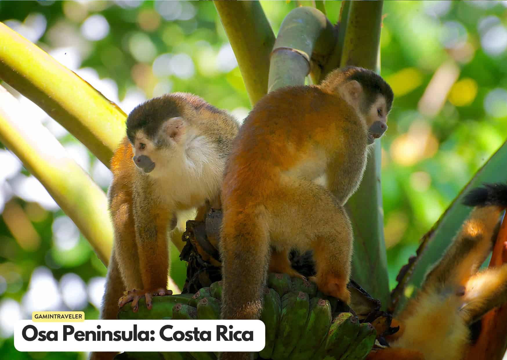 Can't Afford an African Safari? 10 Safaris Around the World Cheaper Than An African Safari 9 Osa Peninsula in Costa Rica Safaris around the world