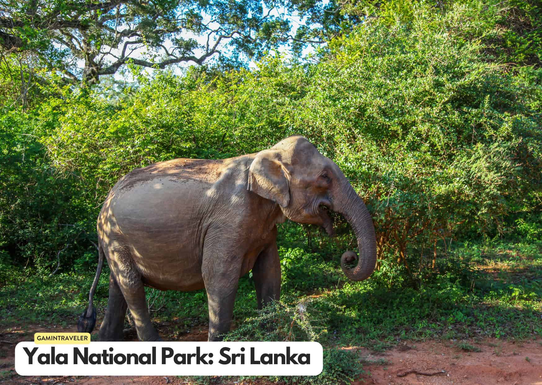 Can't Afford an African Safari? 10 Safaris Around the World Cheaper Than An African Safari 5 Can't Afford an African Safari? 10 Safaris Around the World Cheaper Than An African Safari