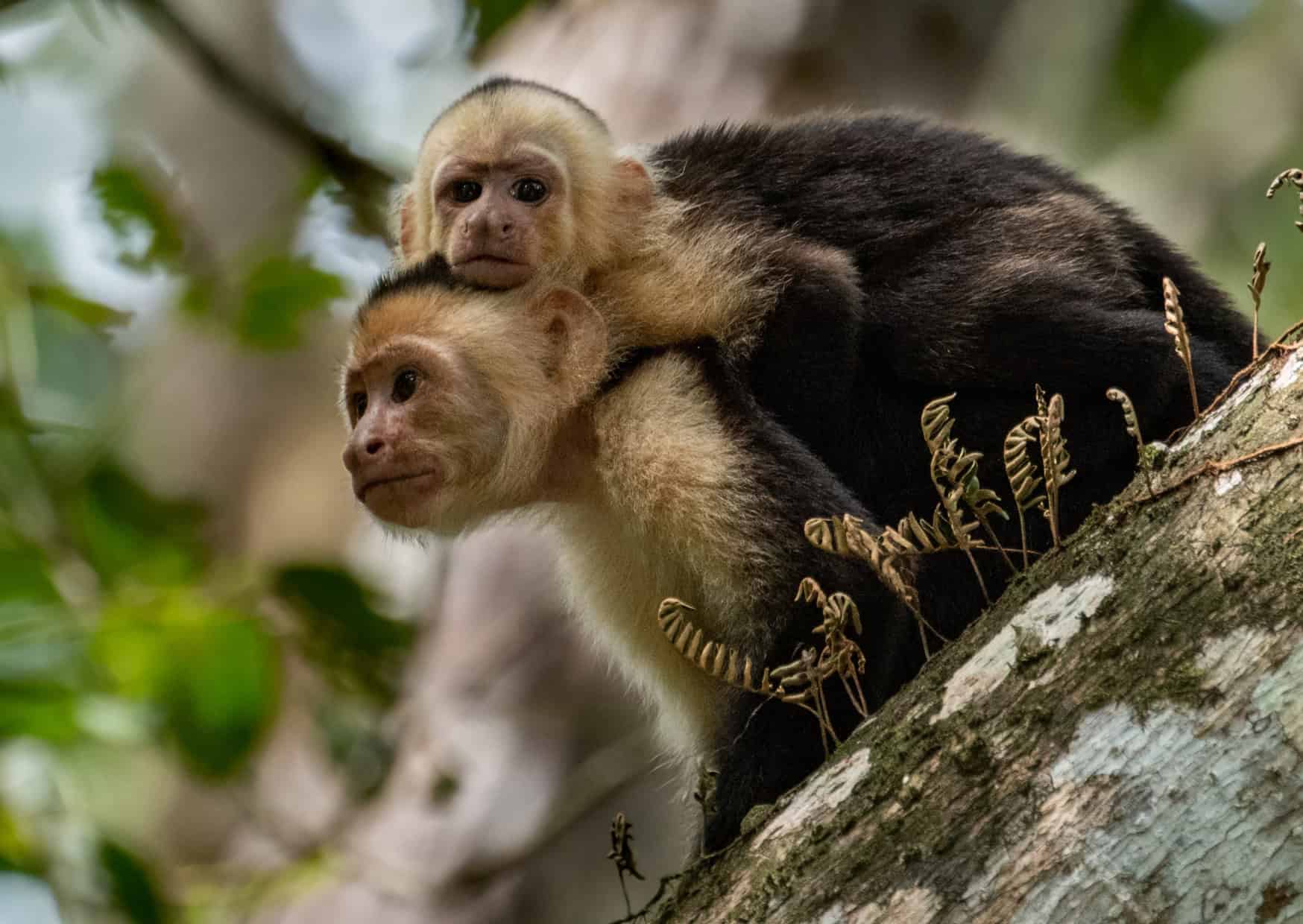 15 Things That Surprise Americans the Most in Costa Rica 6 15 Culture Shocks for Americans in Costa Rica