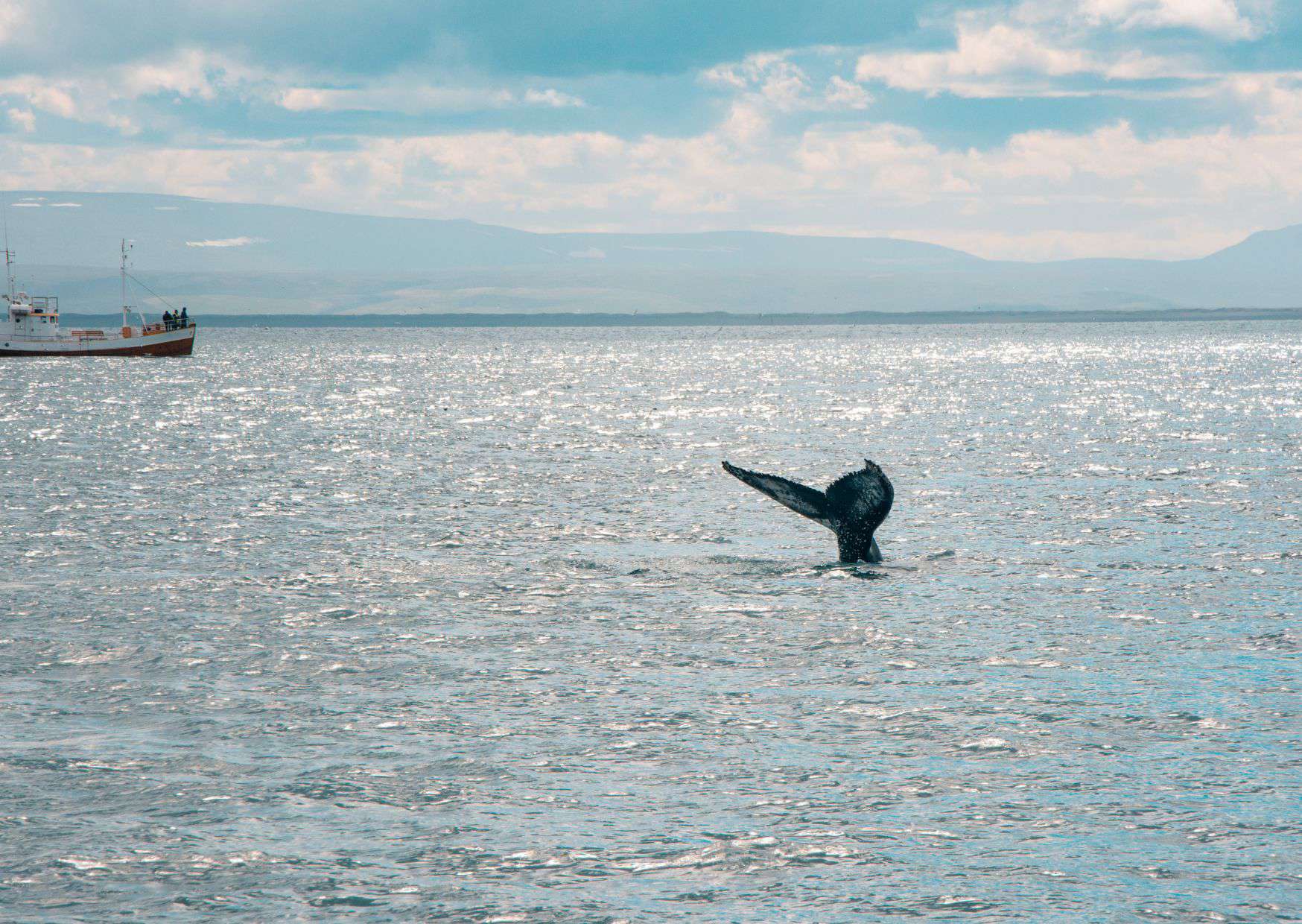 Whale Watching Tours, 6 Tourist Traps to Avoid in Reykjavik (Travel Guide) And How To Avoid Them