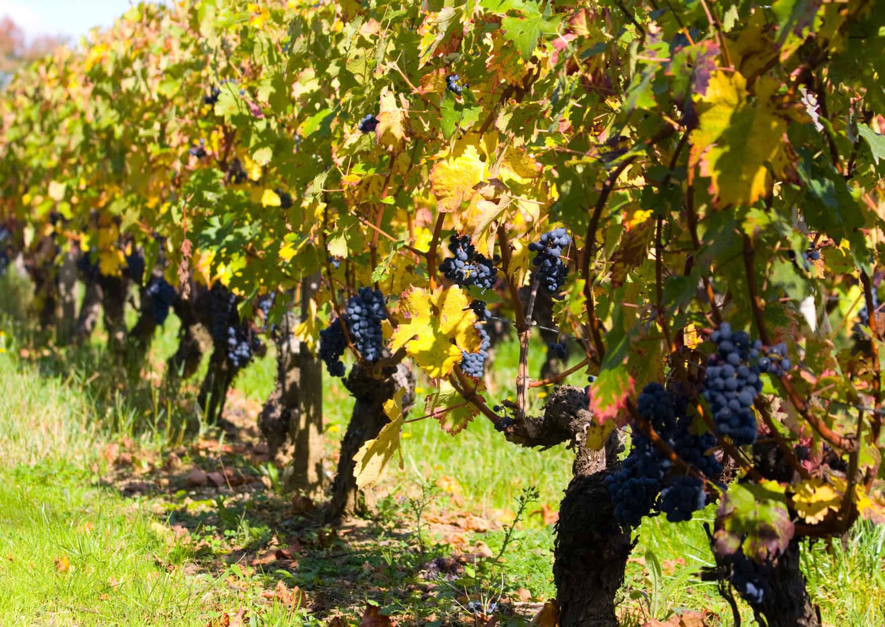 A Foodie Guide to Autumn in Europe 1 Foodie Guide to Autumn in Europe