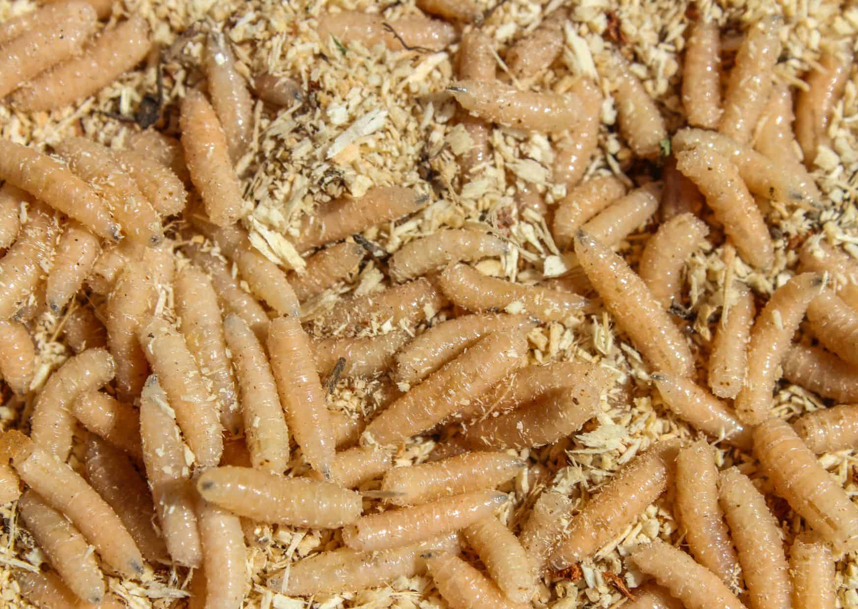 maggot cheese,