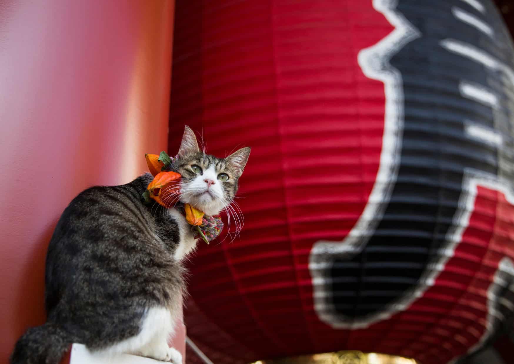 Pack the Treats, Not the Guilt: 10 Pet-Friendly Destinations Your Dog (or Cat) Will Love as Much as You Do 5 pet friendly travel destinations