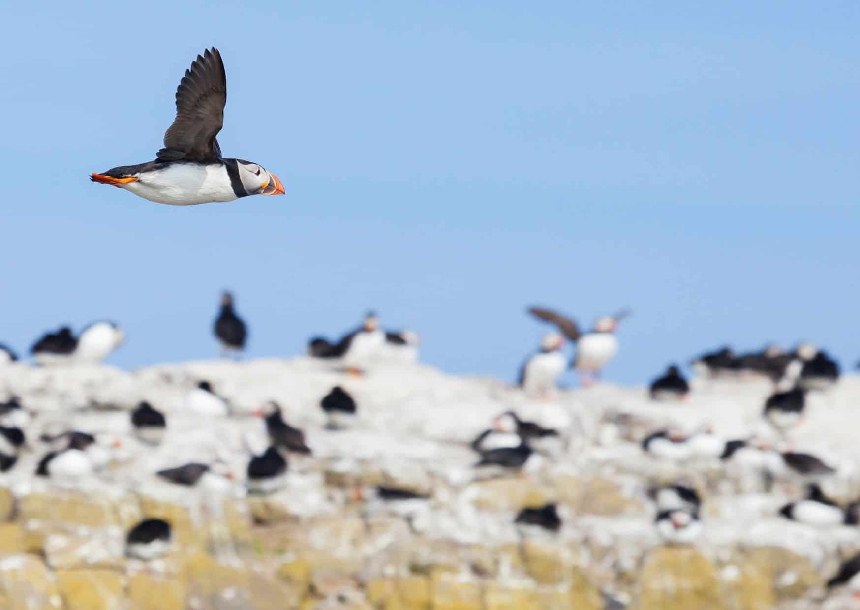Puffin Colony in Vestmannaeyjar
