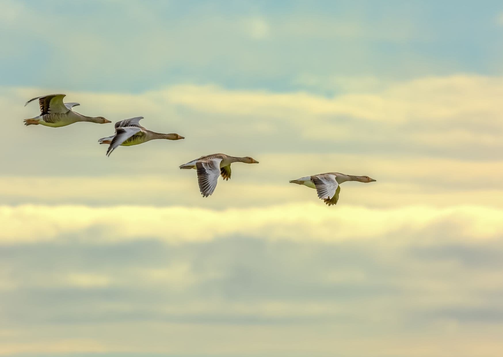 20 Beautiful Destinations in Europe That Hardly Anyone Visits 16 Skomer Island Wales
