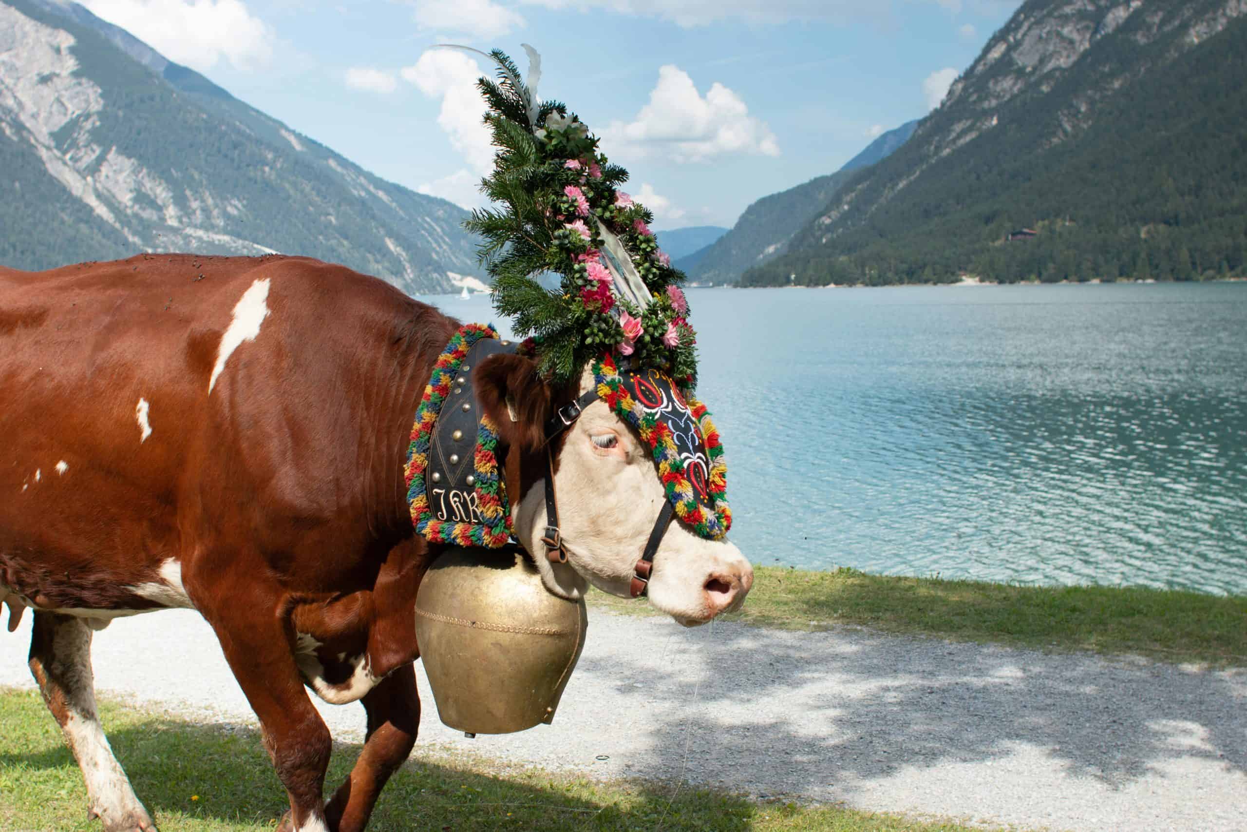 Why These 11 Quirky European Festivals Are 100x More Fun Than the Tourist Traps You Know 8 Almabtrieb Cattle Descent – Austria scaled