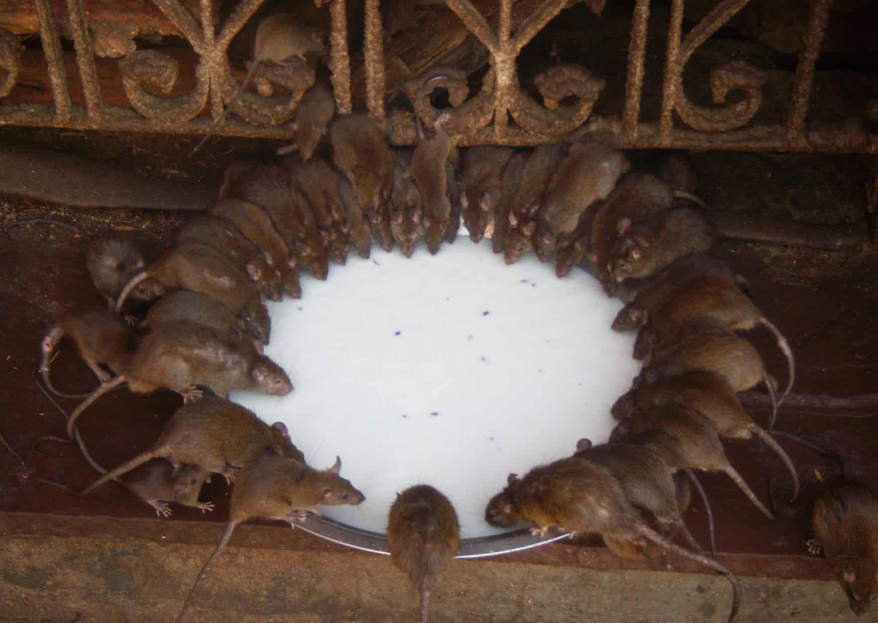 Karni Mata Temple (Temple of Rats) - Austria (original in India)