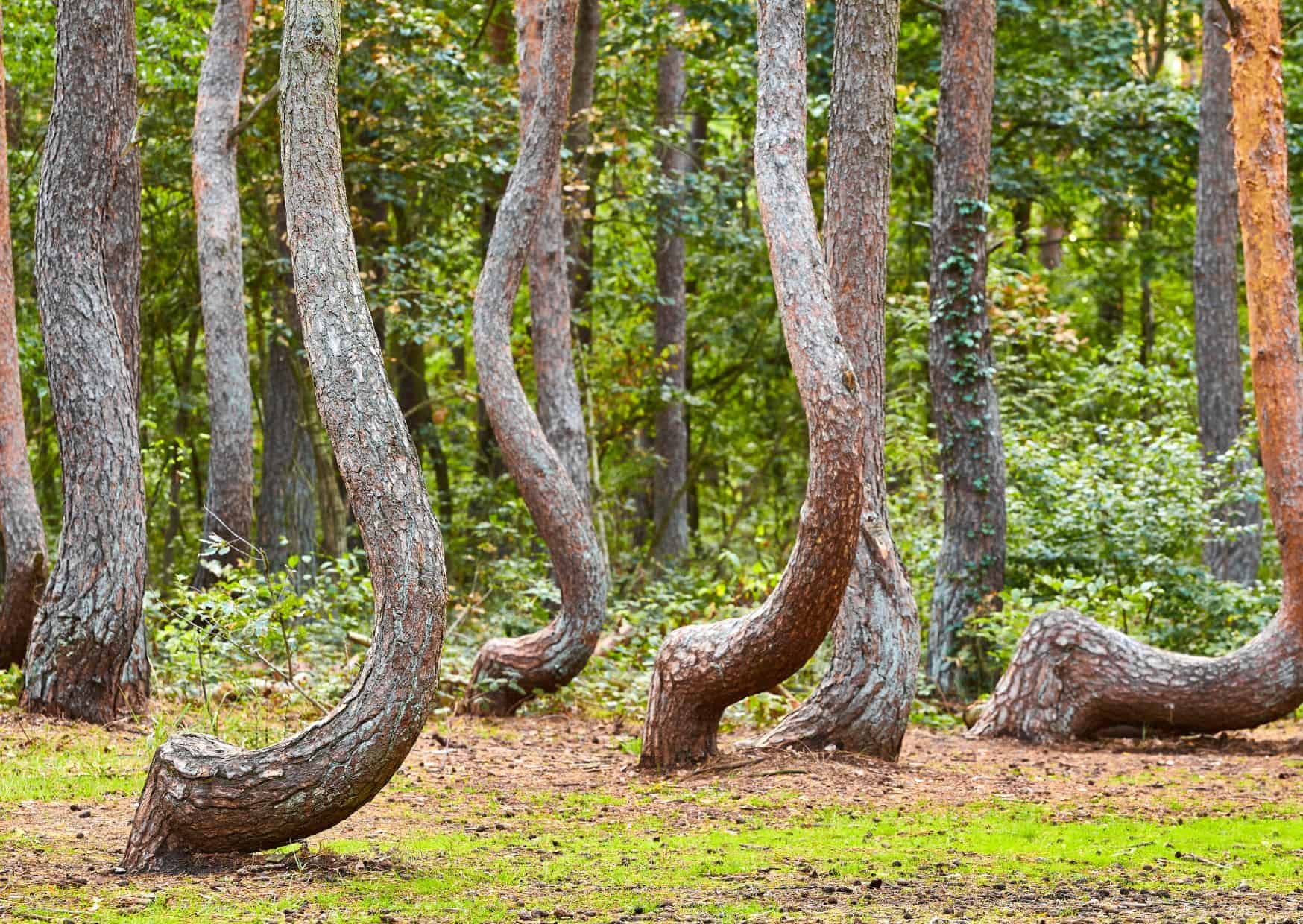 The Crooked Forest - Poland