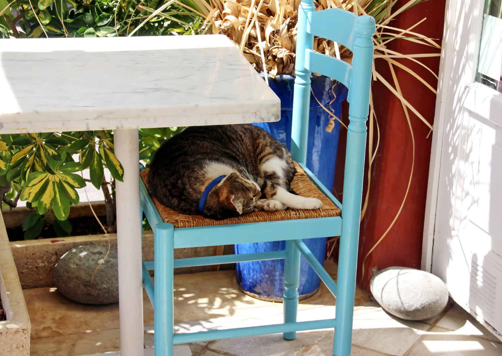 The Truth About Siesta