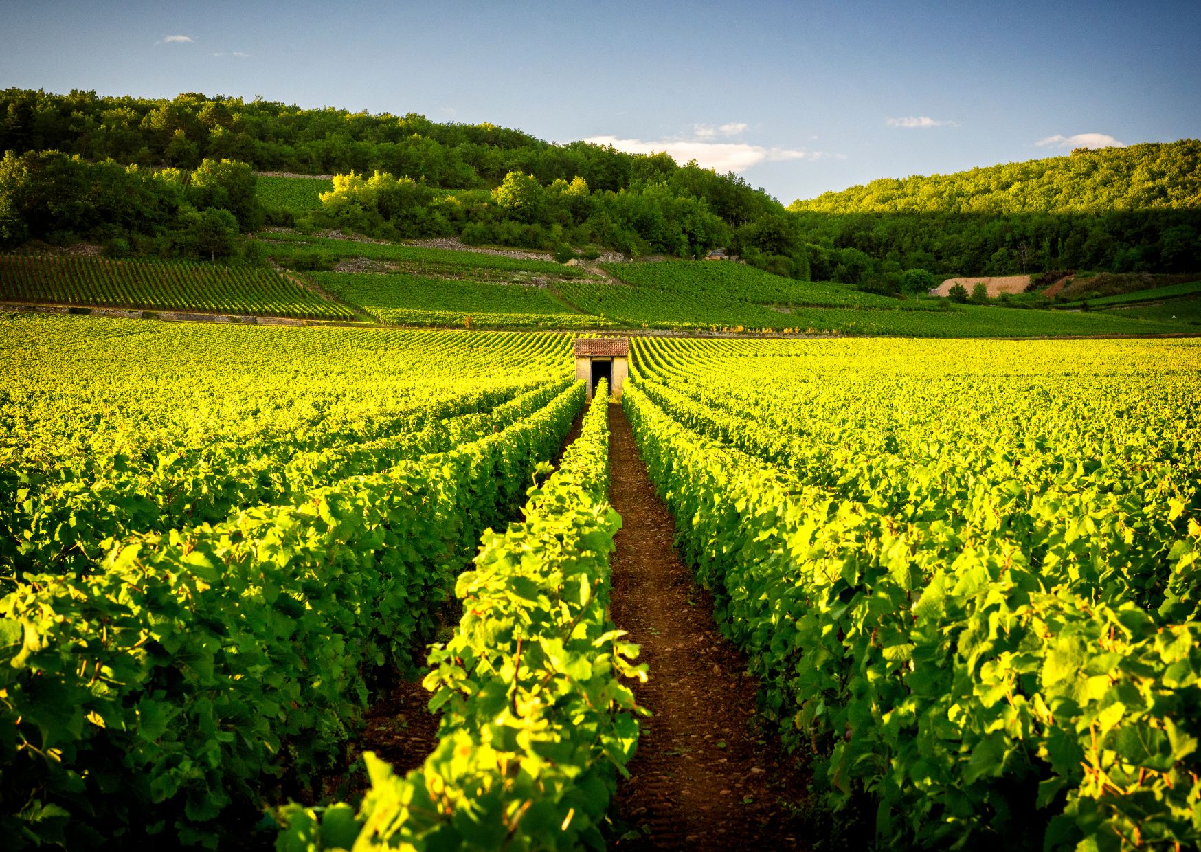 9 Secret French Destinations More Charming Than Paris (With None of the Chaos) 4 Beaune