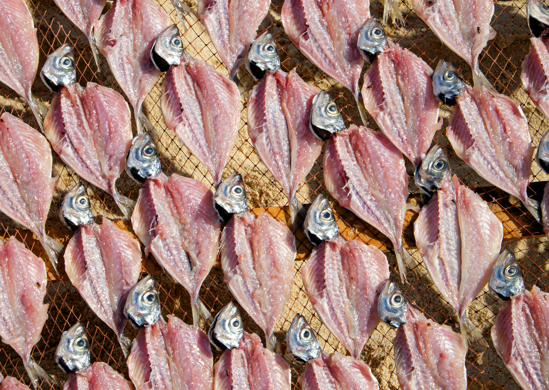 Portuguese Leave Fish in the Sun