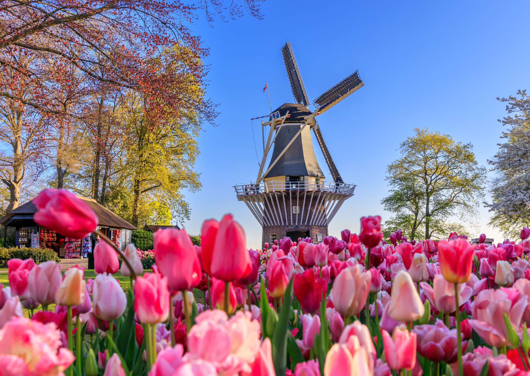 Dutch Prenup