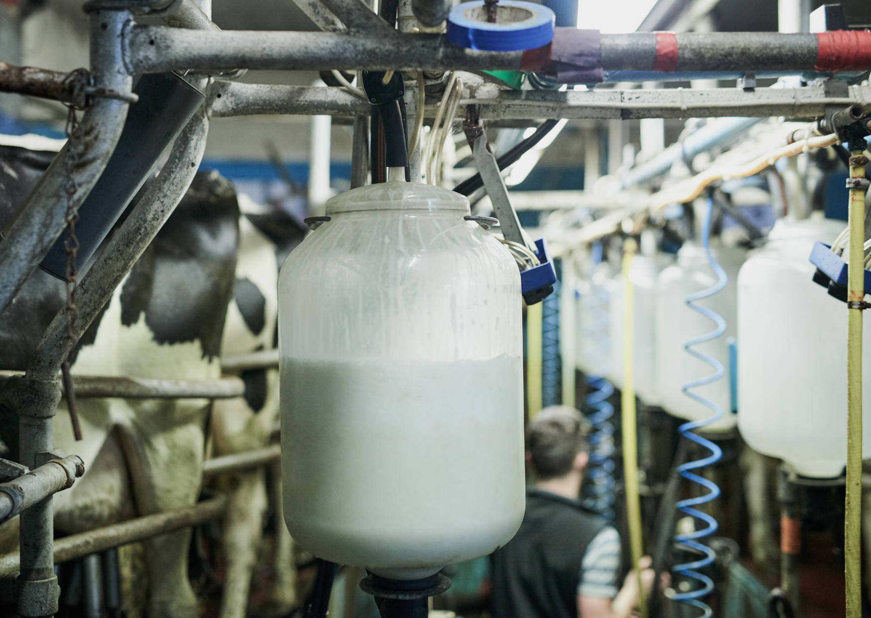 The Milk Processing Americans Use That Europe Considers Dangerous 6 milk processing 2