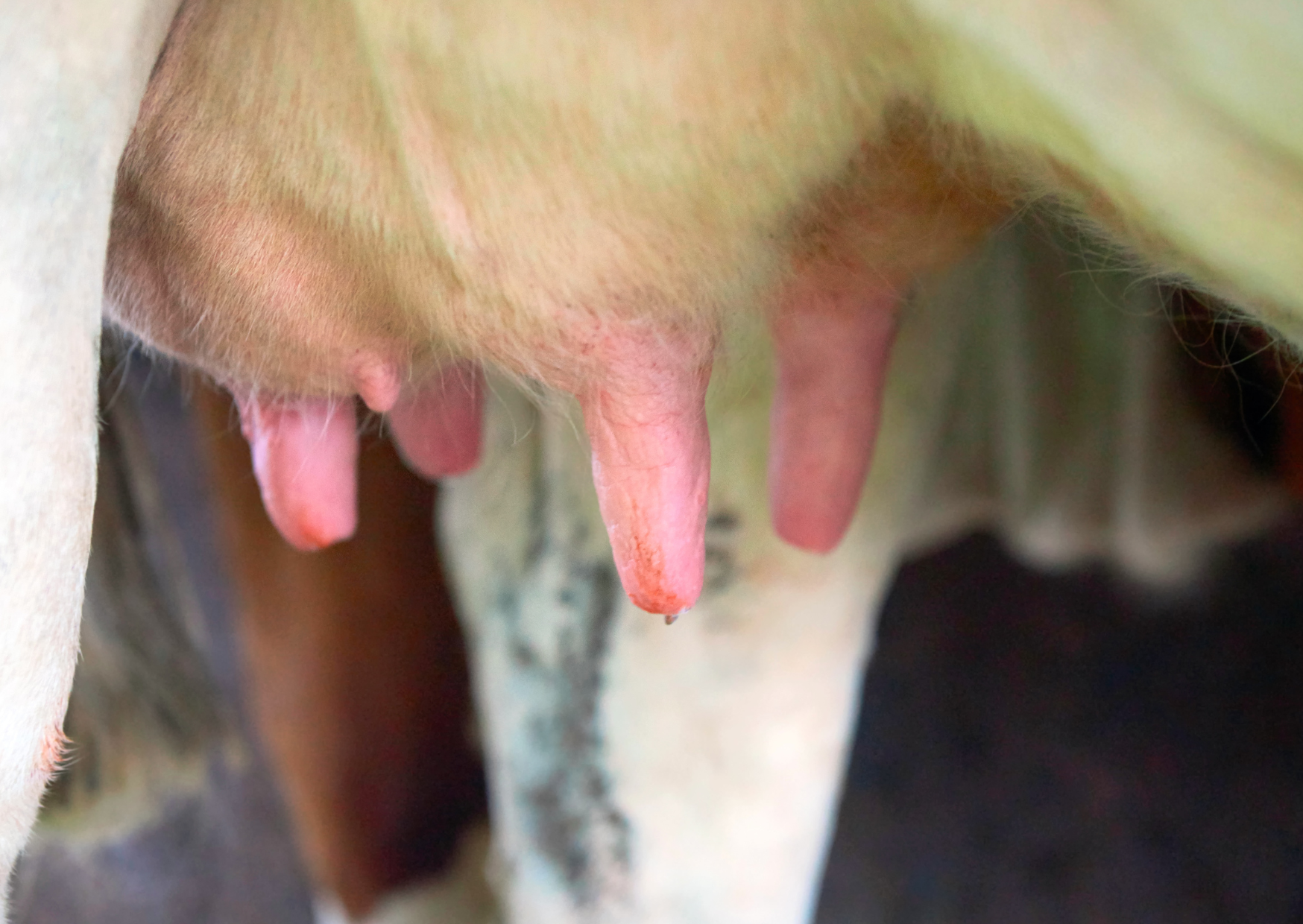 The Milk Processing Americans Use That Europe Considers Dangerous 4 milk processing 5