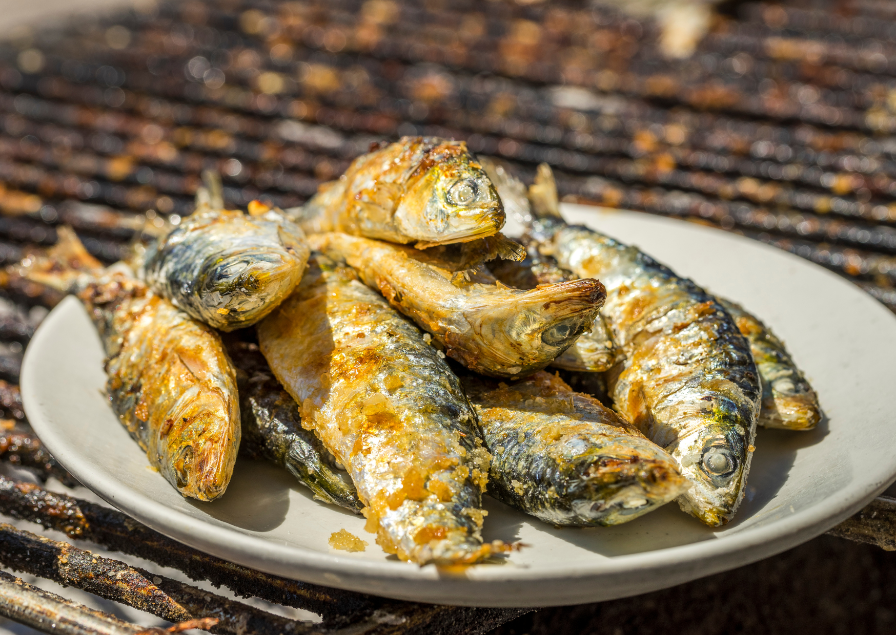Portuguese sardine