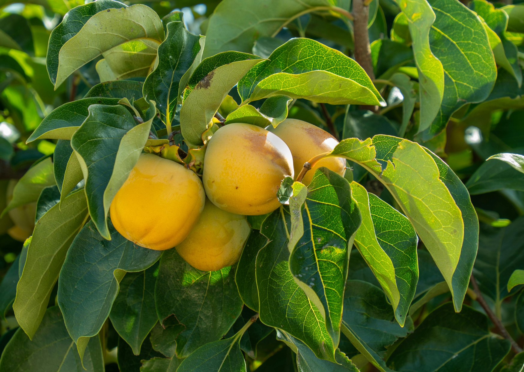 produce