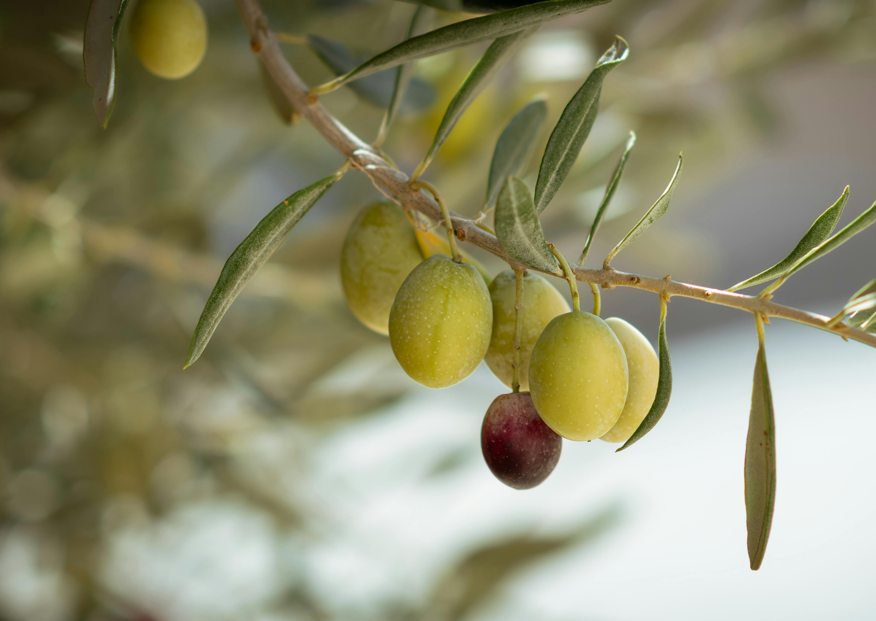 seed oils 4