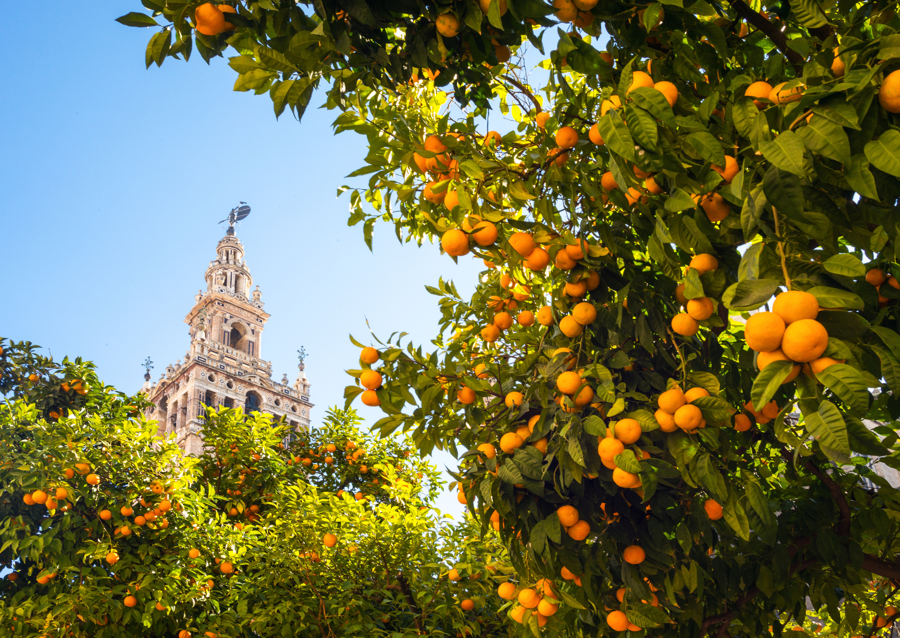 seville 8