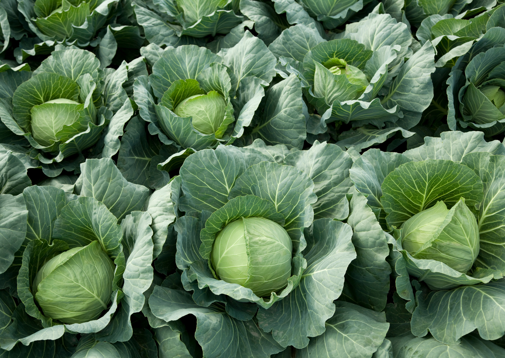 The Portuguese Winter Produce Diet - Energy Increased 40% in 3 Weeks 3 Portuguese Winter Produce