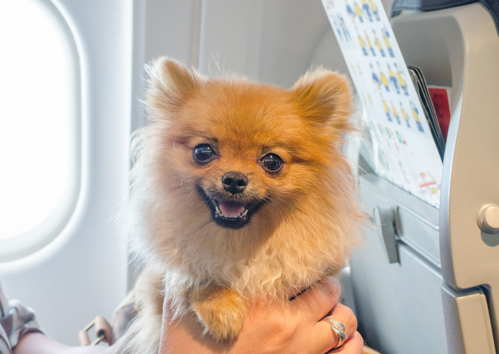 flying a dog to europe 4