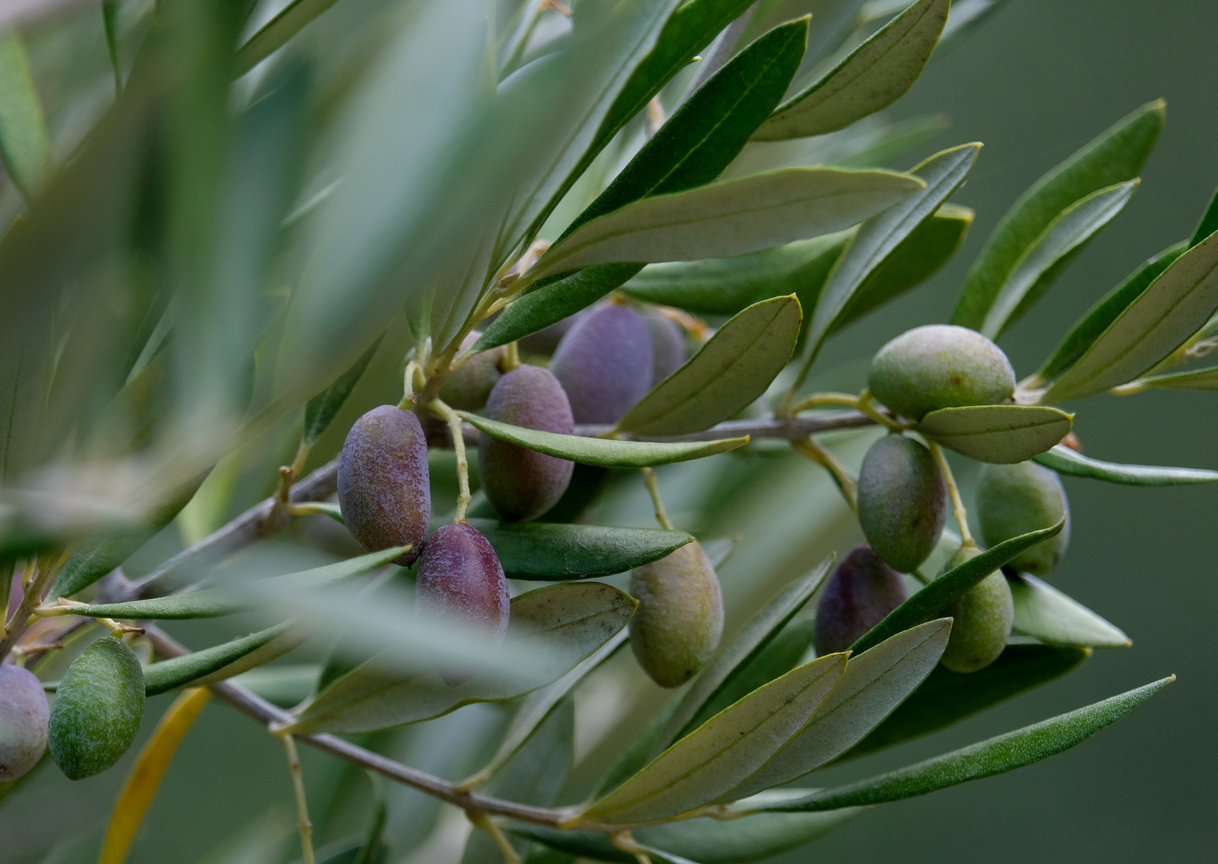 I Replaced My Usual Breakfast Habit With Olive Oil for 60 Days: The Greek Morning Habit That Changed My Blood Test Results 3 Greek olive oil 4