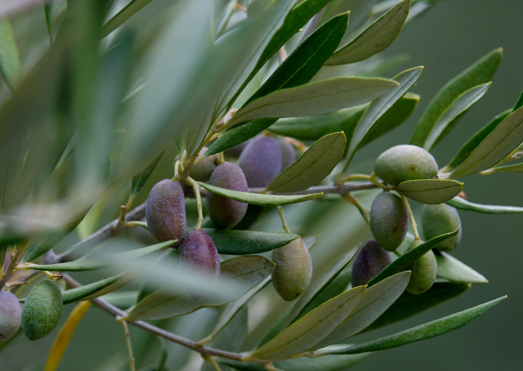 The Olive Oil Americans Buy At Costco Isn't What Europeans Use. The Real Thing, Explained. 3 extra virgin olive oil